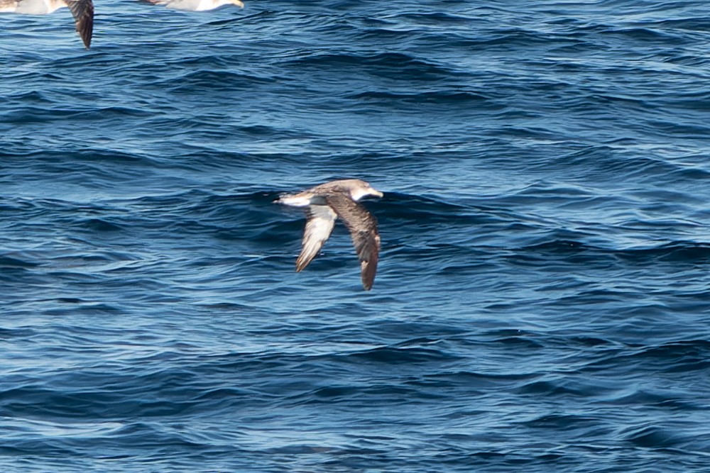 Cory's Shearwater (Scopoli's) - David Kidwell