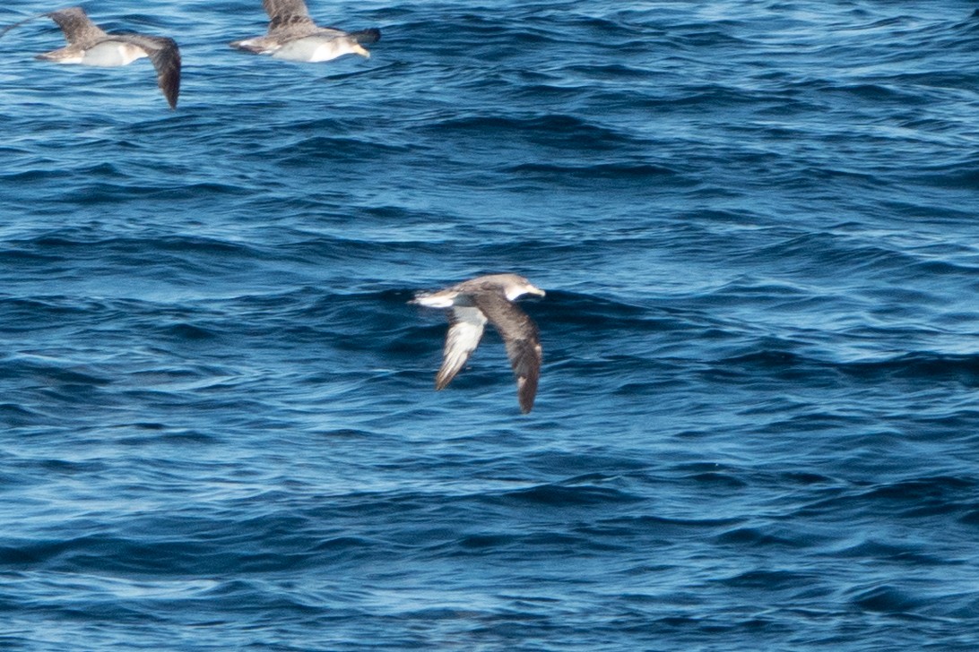 Cory's Shearwater (Scopoli's) - ML623744760