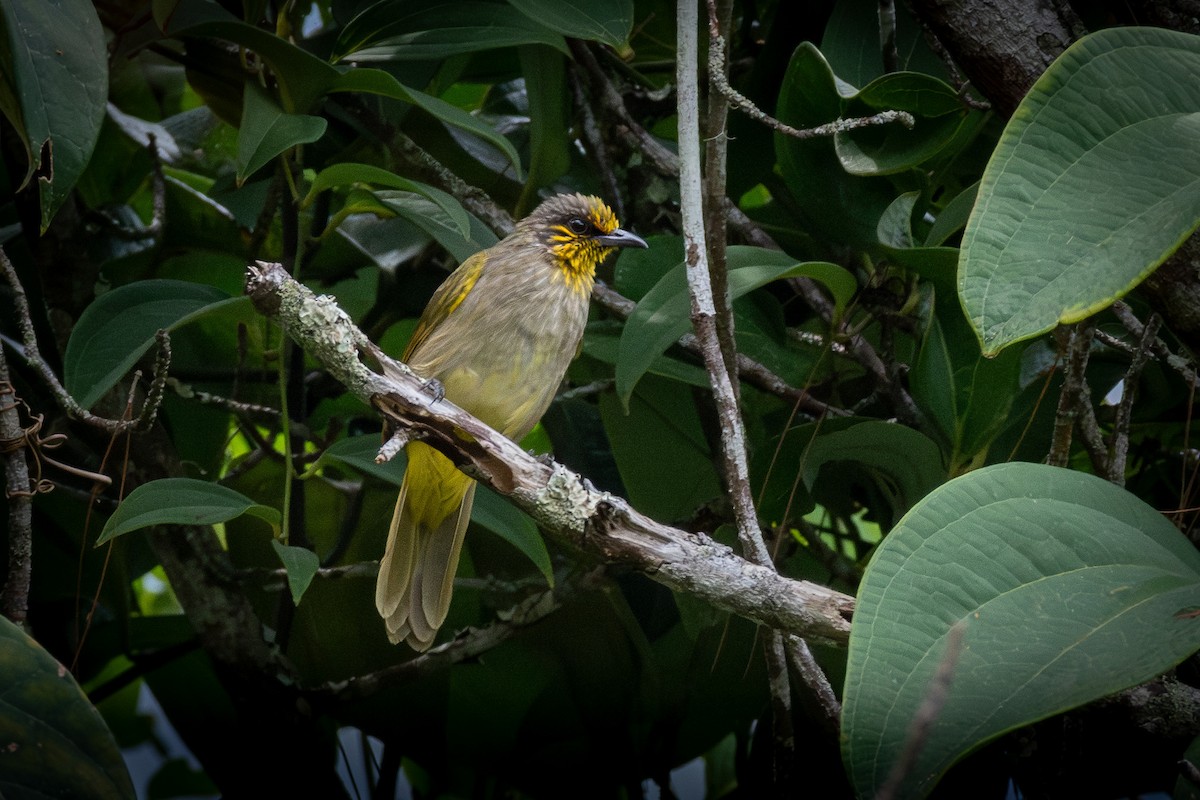 Stripe-throated Bulbul - ML623744828