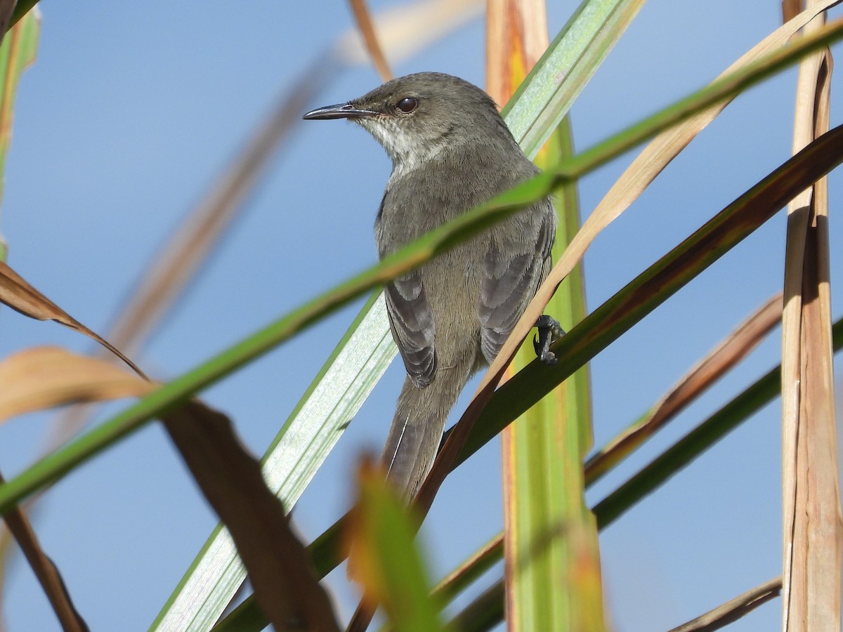 Madagascar Swamp Warbler - ML623744868