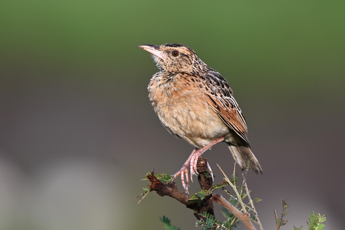 Rufous-naped Lark - ML623744922