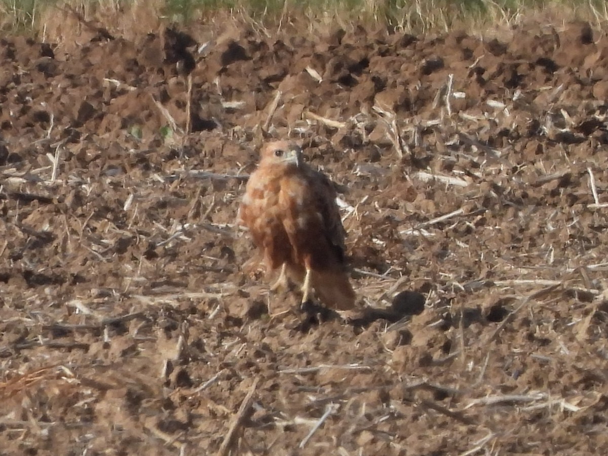 Long-legged Buzzard - ML623744928