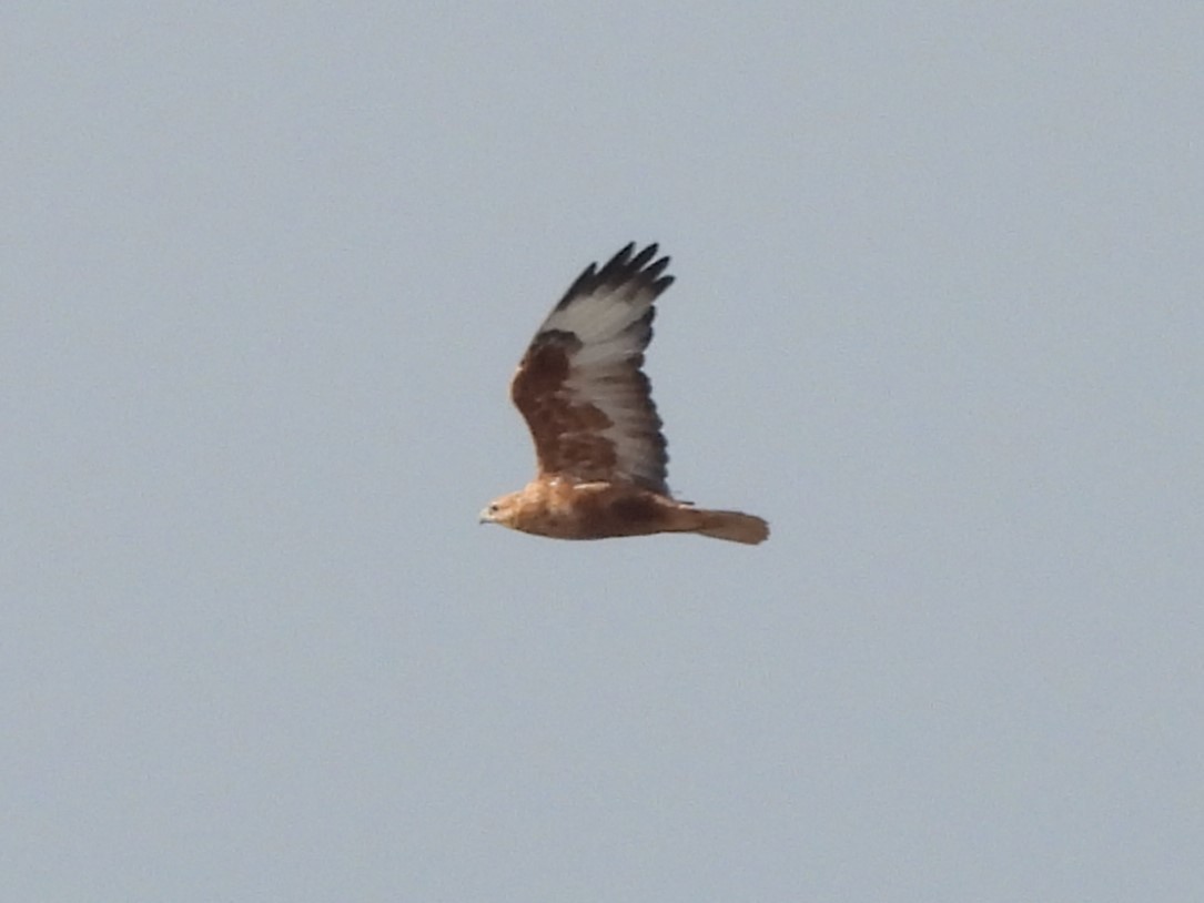 Long-legged Buzzard - ML623744930