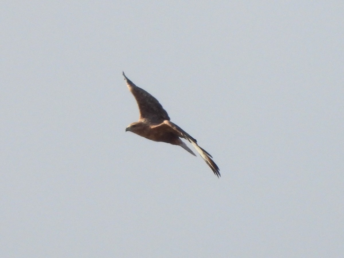 Long-legged Buzzard - ML623744931