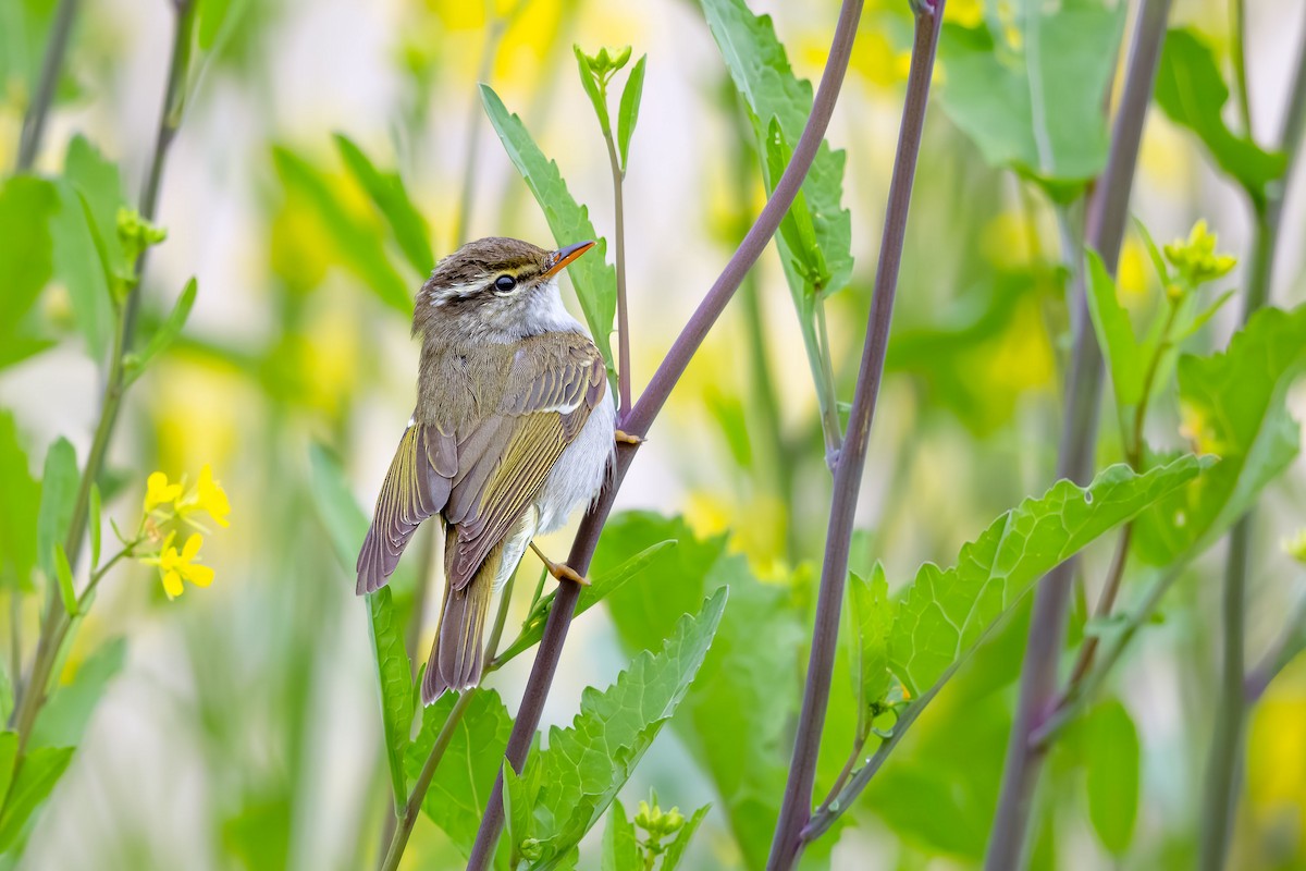 Eastern Crowned Warbler - ML623744932