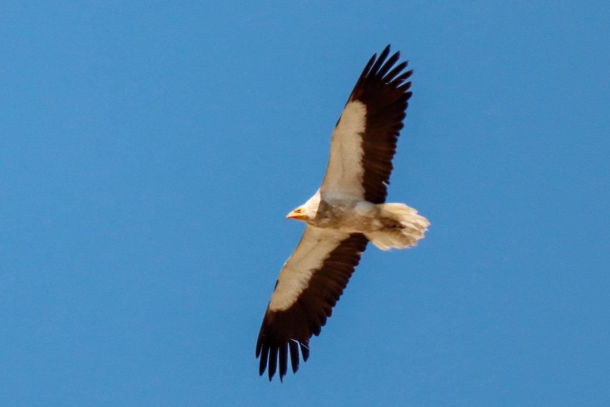 Egyptian Vulture - ML623744946