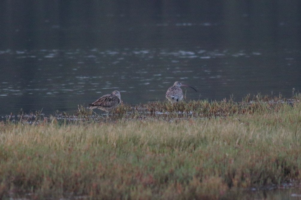 Far Eastern Curlew - ML623744959