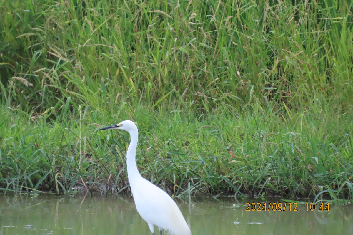 Little Egret - ML623744962