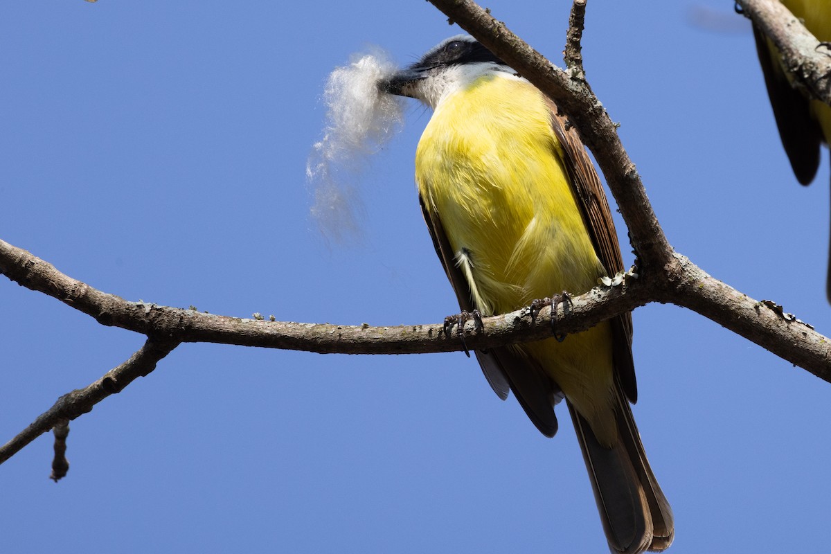 Great Kiskadee - Phil Kenny