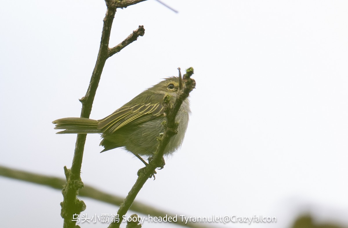 Choco Tyrannulet - ML623745054