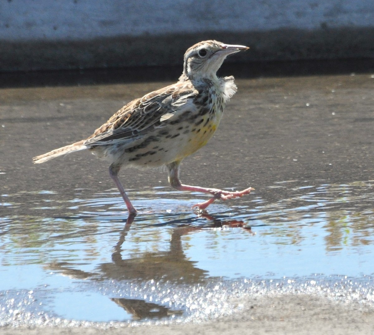 Western Meadowlark - ML623745055