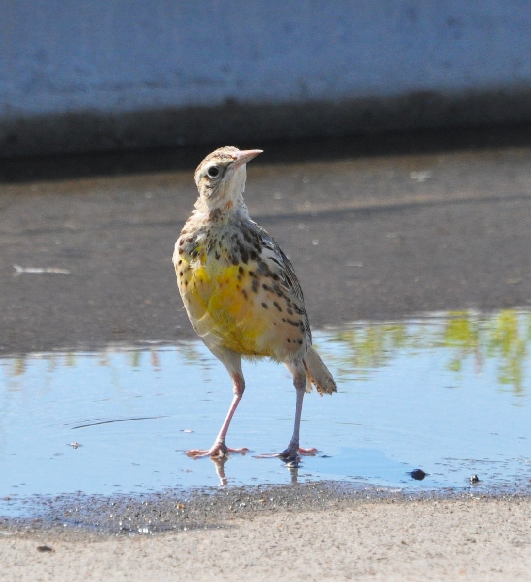 Western Meadowlark - ML623745059