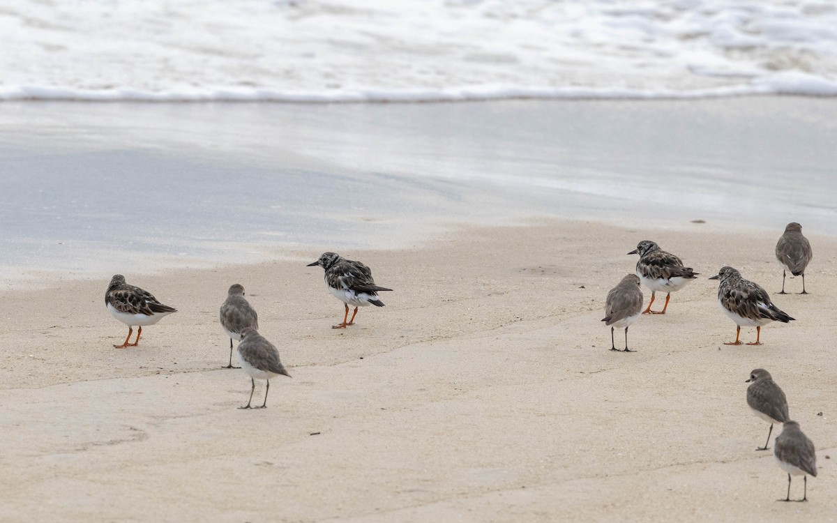 Ruddy Turnstone - ML623745067