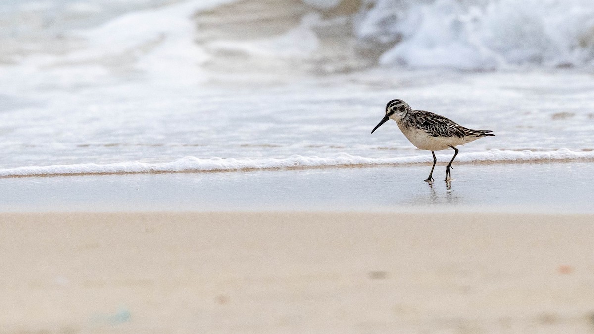 Broad-billed Sandpiper - ML623745081