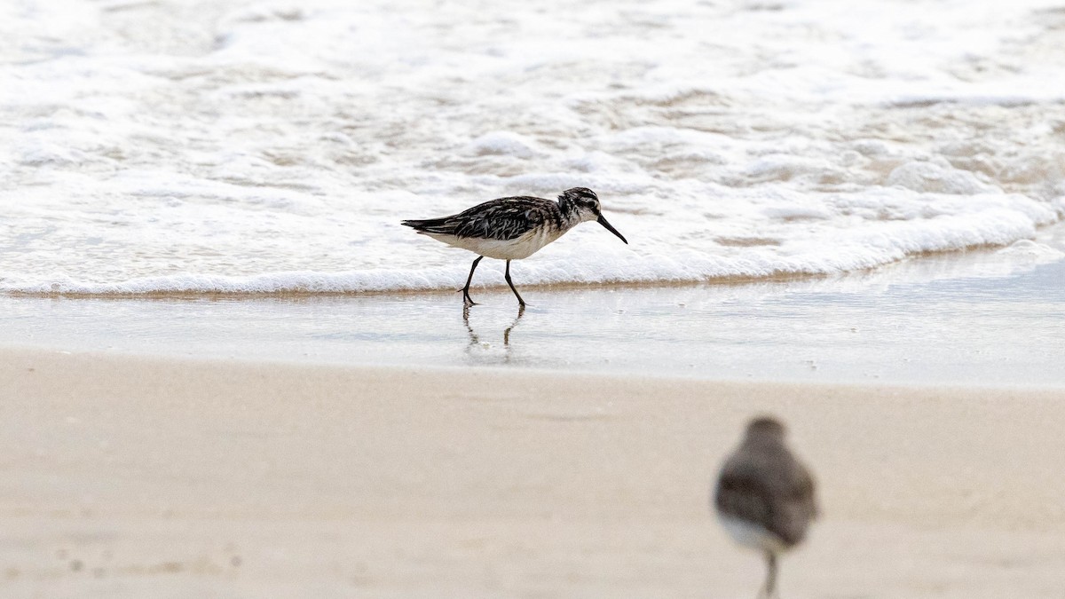 Broad-billed Sandpiper - ML623745083