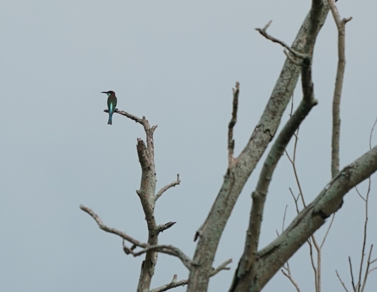 Blue-throated Bee-eater - ML623745103