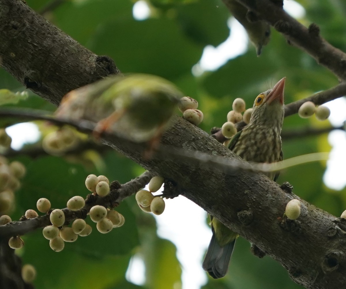 Lineated Barbet - Keng Keok Neo