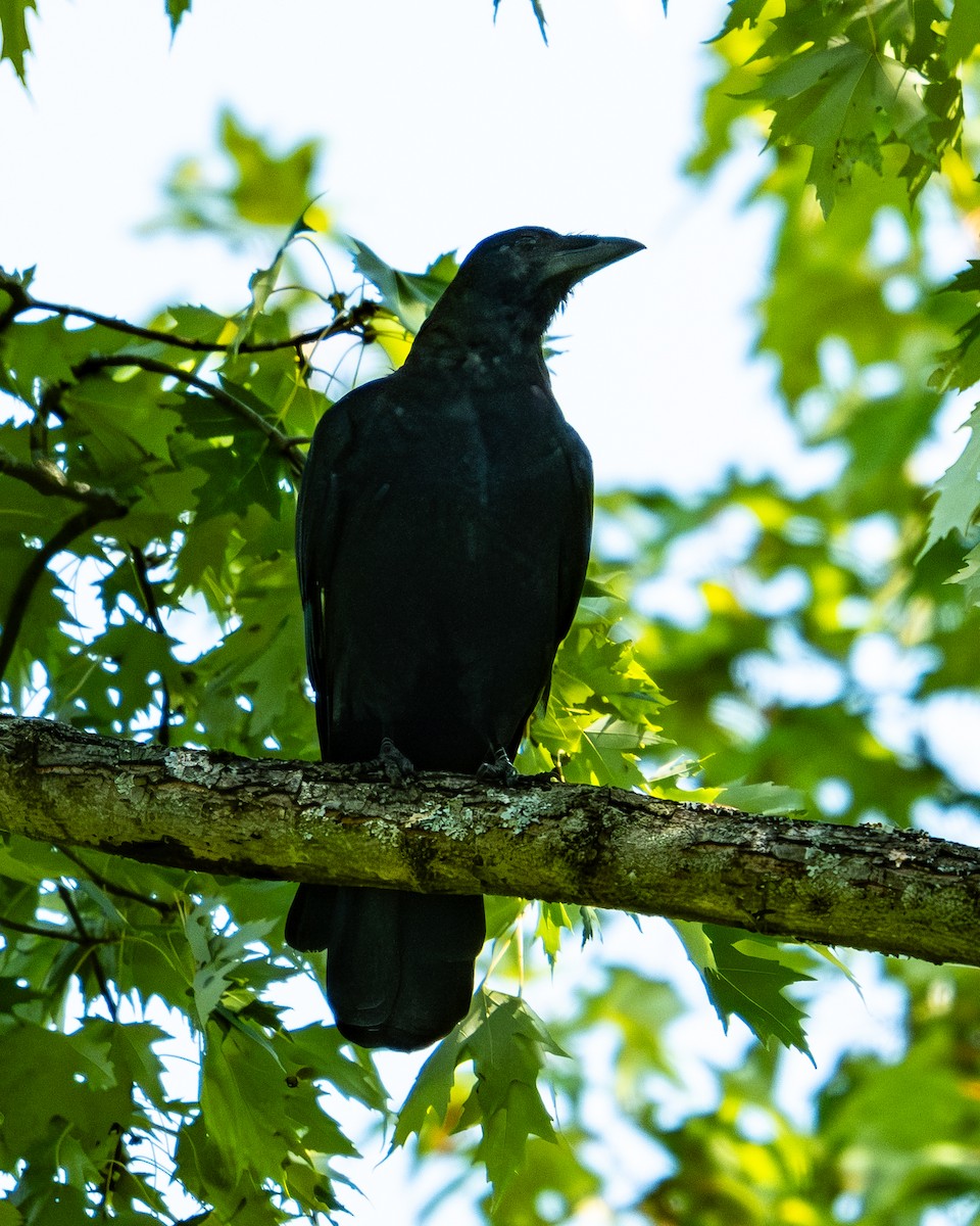 American Crow - ML623745149