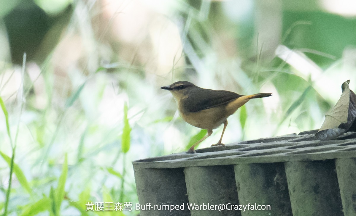 Buff-rumped Warbler - ML623745151