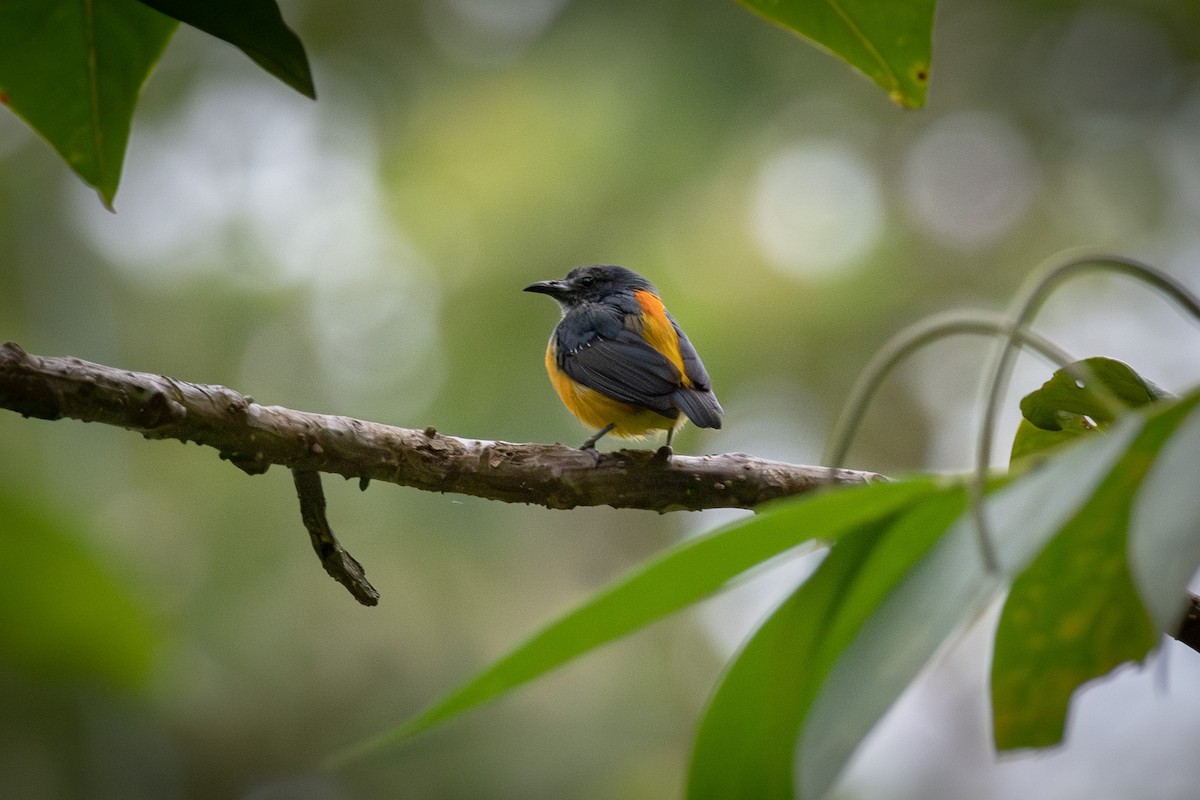 Orange-bellied Flowerpecker - ML623745154