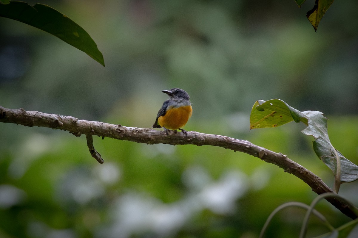 Orange-bellied Flowerpecker - ML623745164