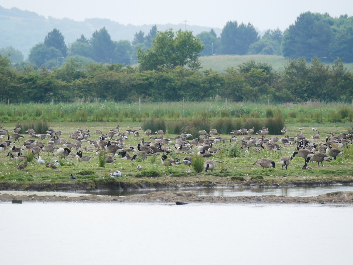 Canada Goose - ML623745186