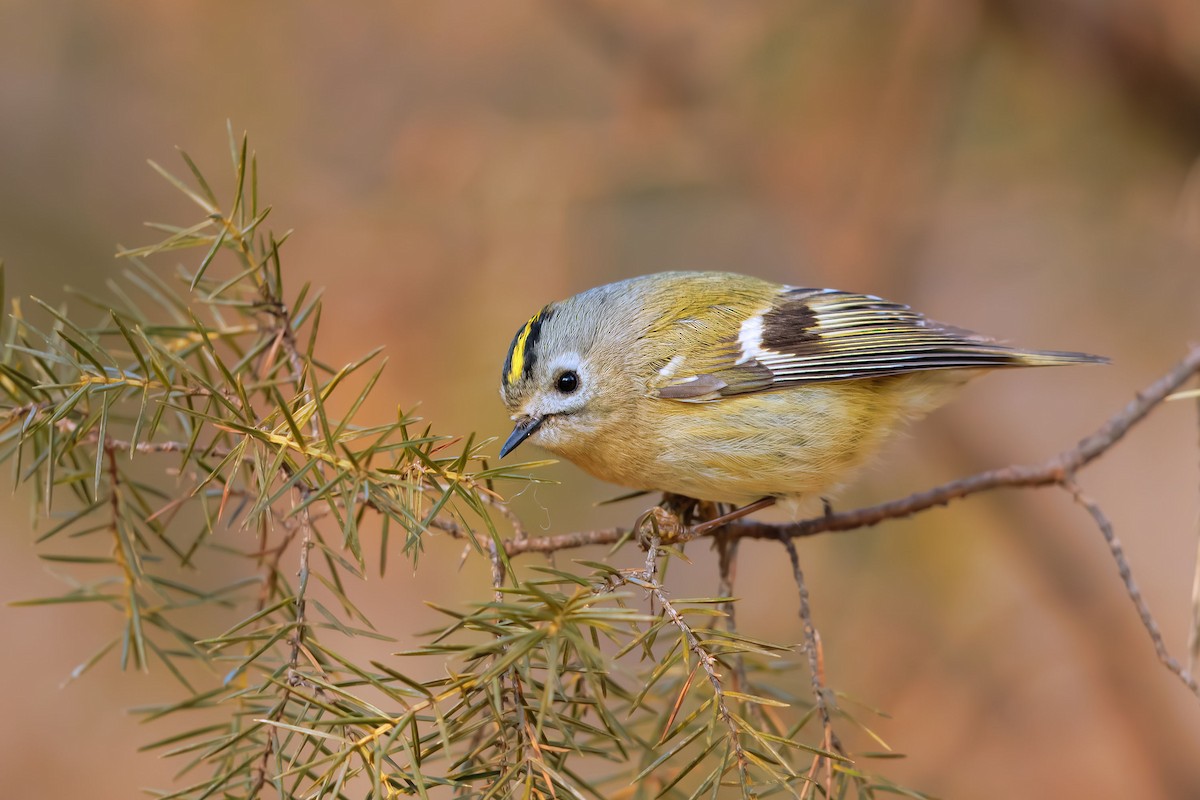 Goldcrest - Woochan Kwon