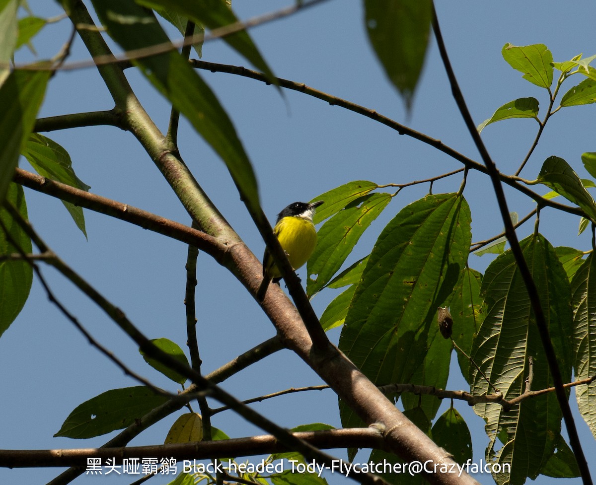 Black-headed Tody-Flycatcher - ML623745200