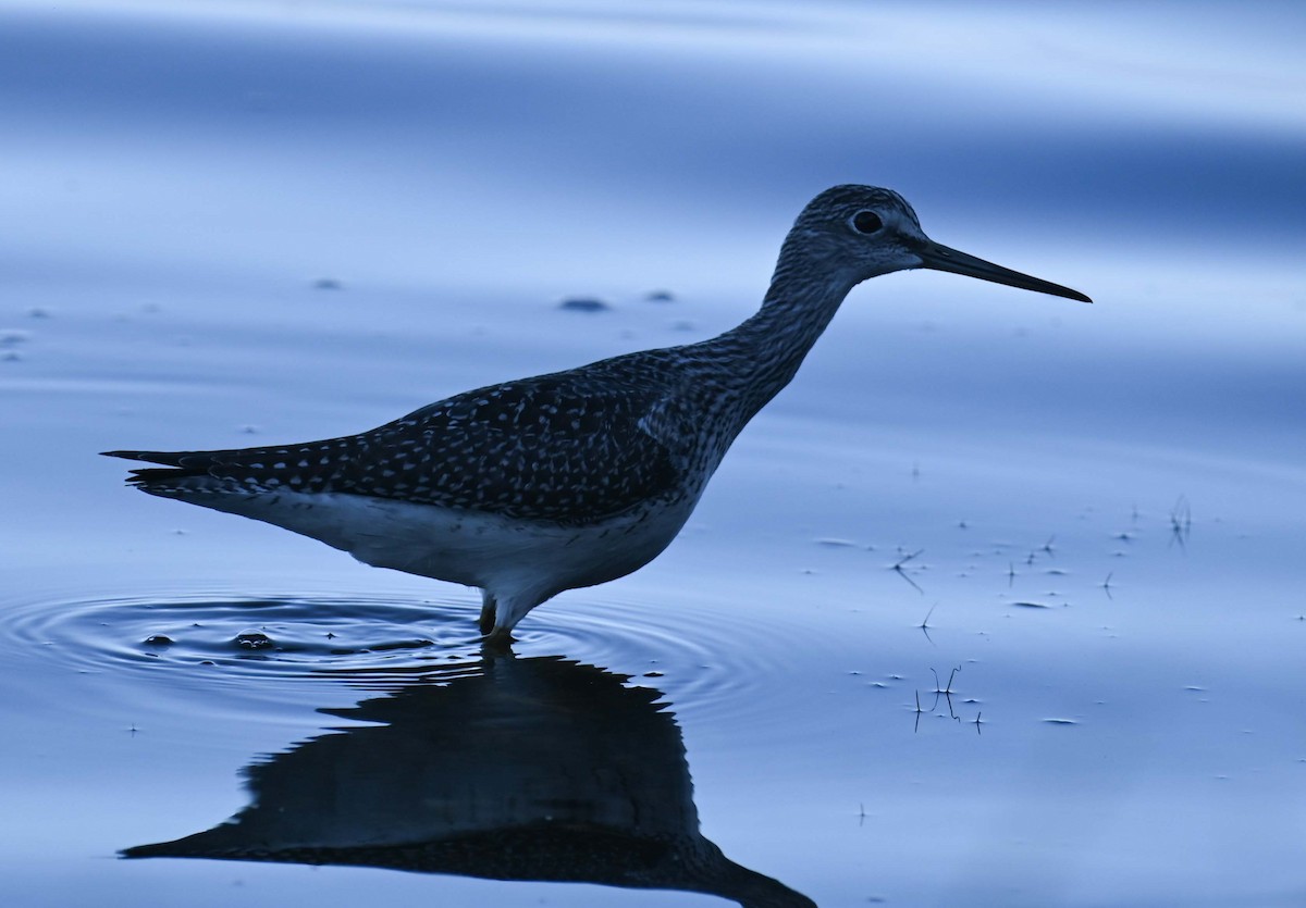 Greater Yellowlegs - Kathy Marche