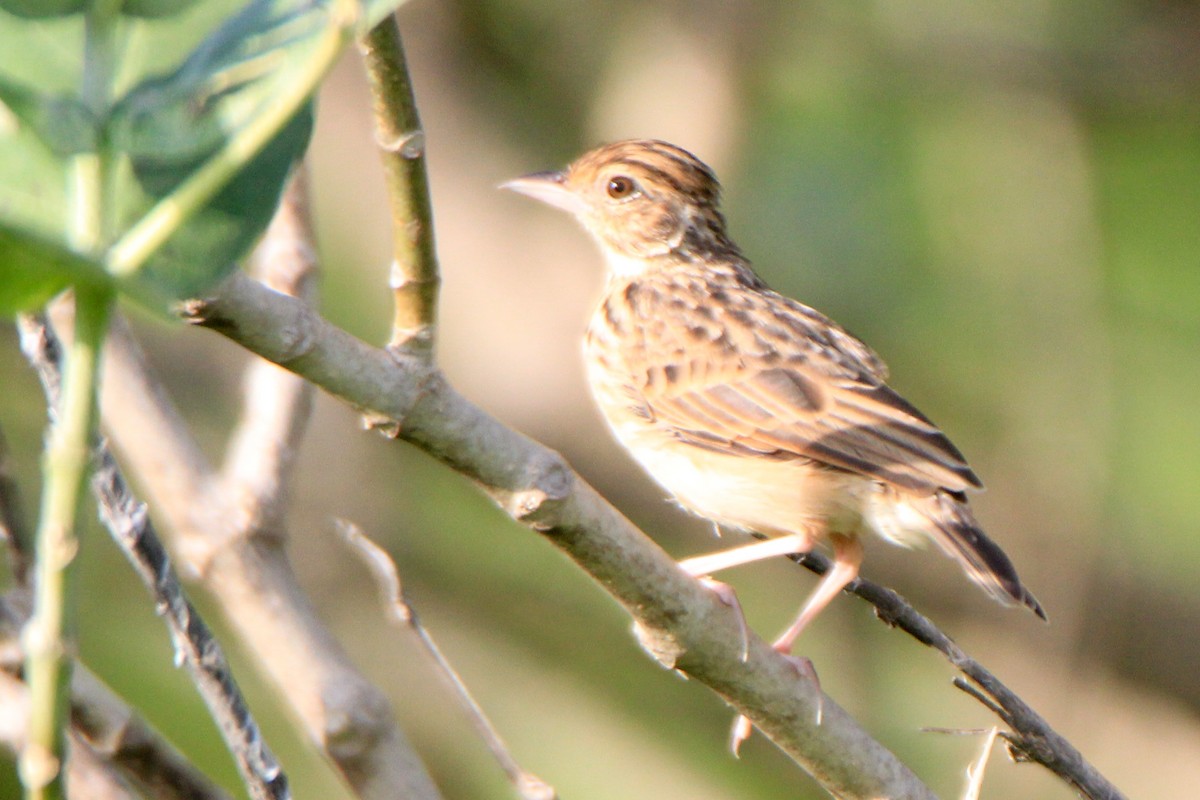 Jerdon's Bushlark - ML623745227