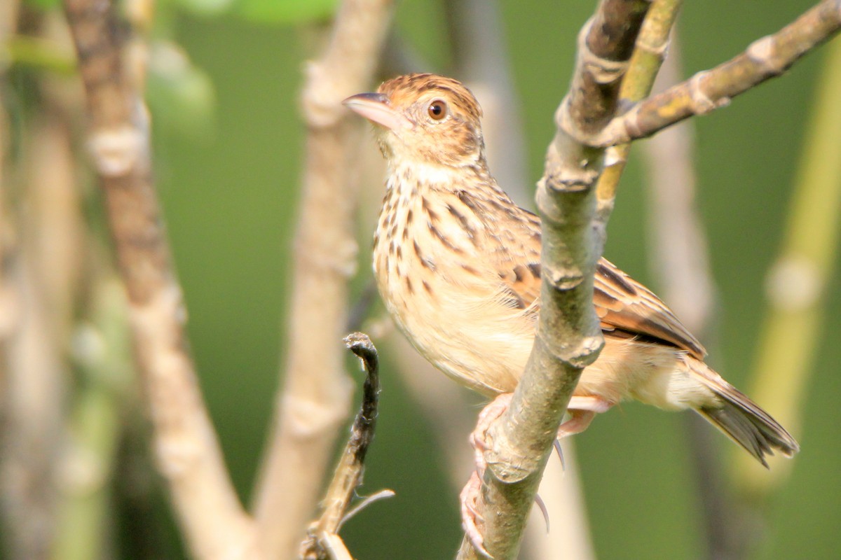 Jerdon's Bushlark - ML623745228