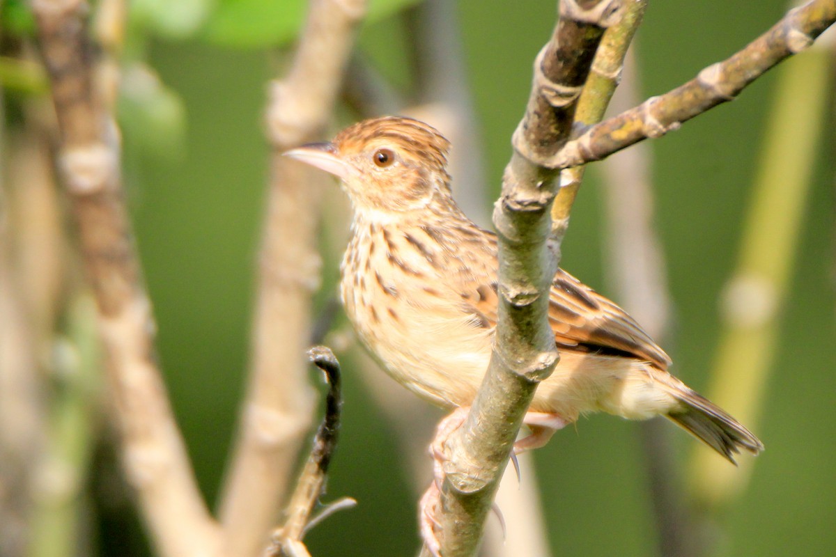 Jerdon's Bushlark - ML623745229