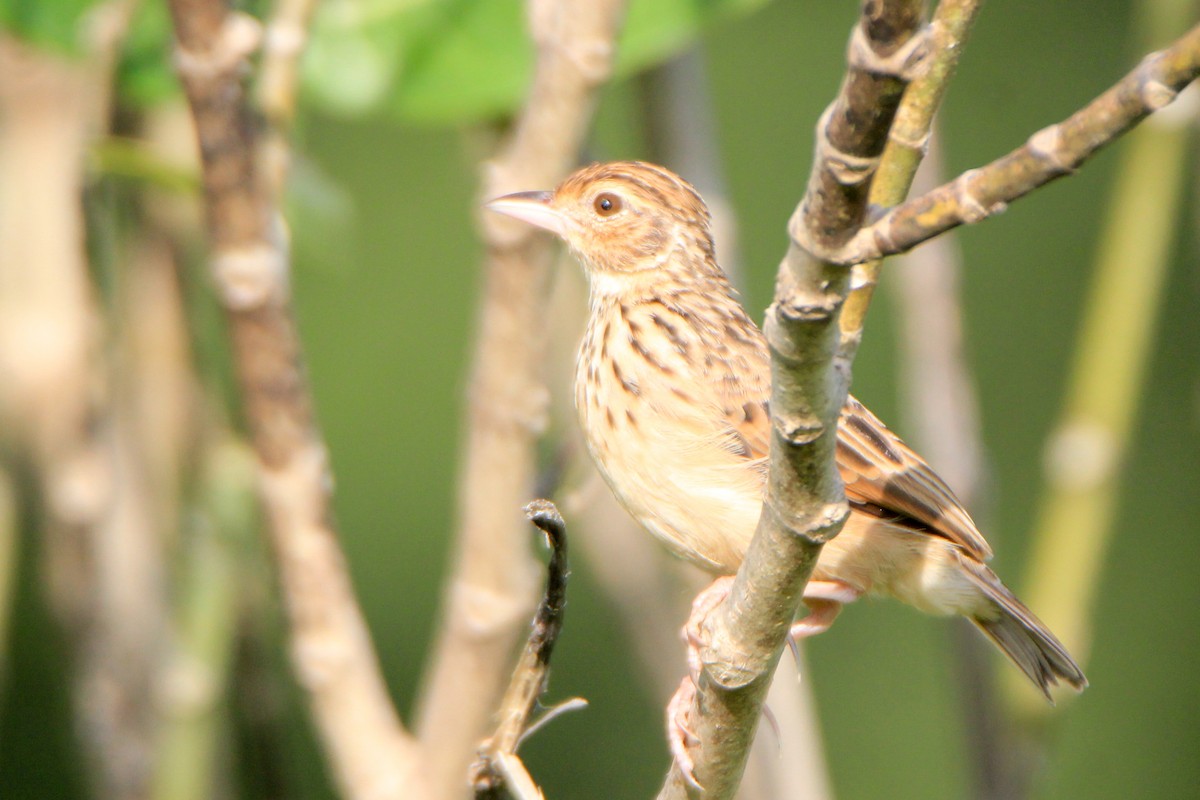 Jerdon's Bushlark - ML623745231