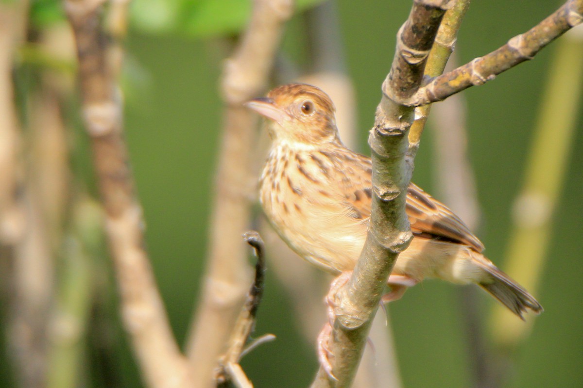 Jerdon's Bushlark - ML623745232