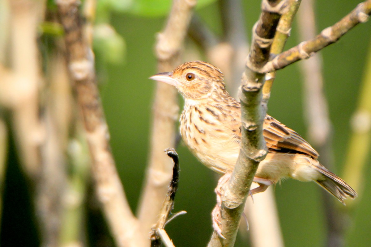 Jerdon's Bushlark - ML623745233