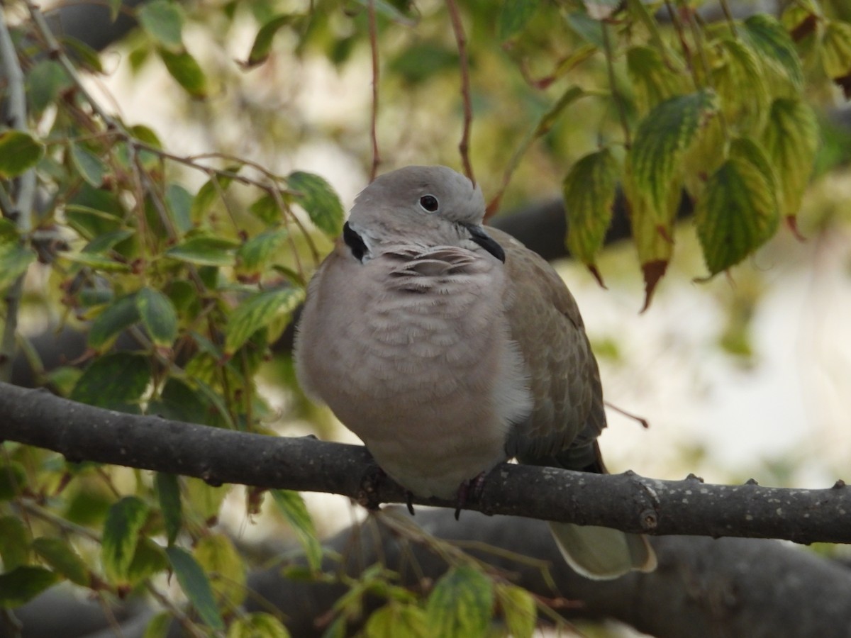 Eurasian Collared-Dove - ML623745237