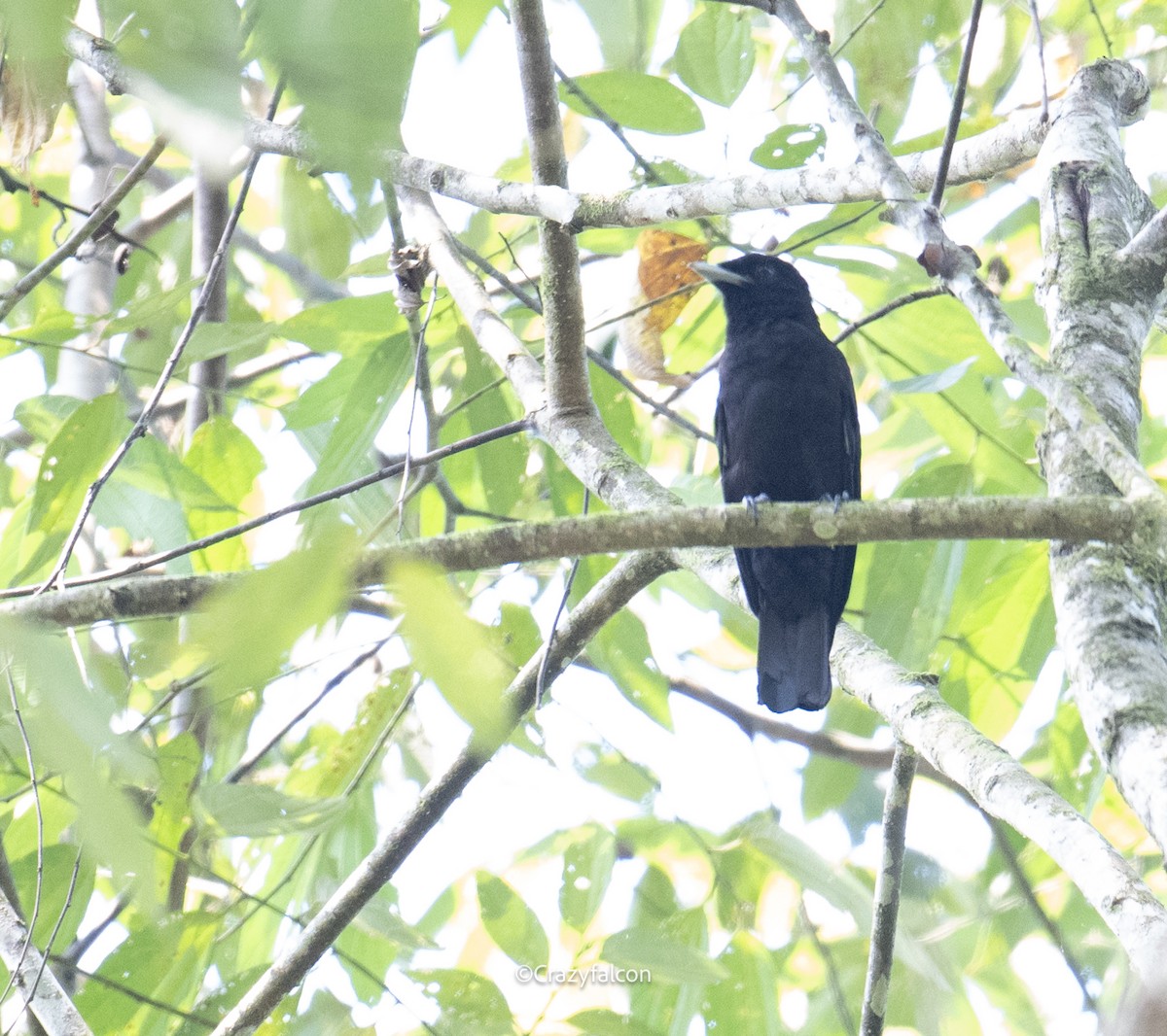 Purple-throated Fruitcrow - ML623745247