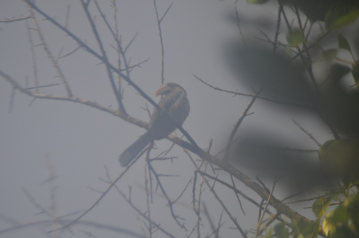 Malabar Gray Hornbill - Anirudh Nayak