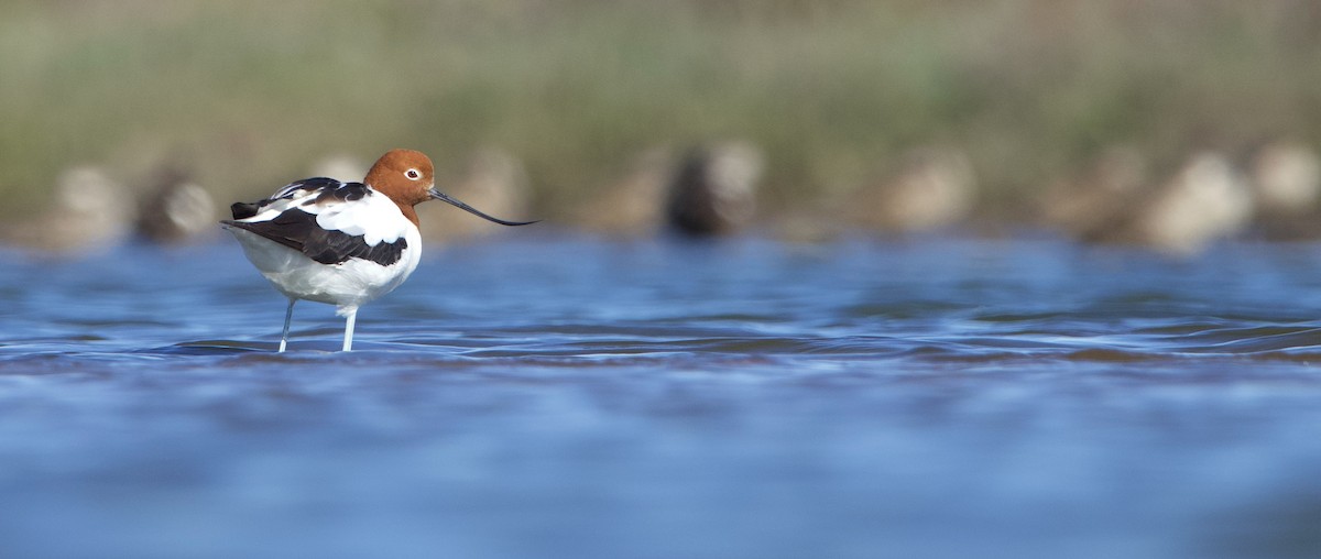 Red-necked Avocet - Tom Barisic