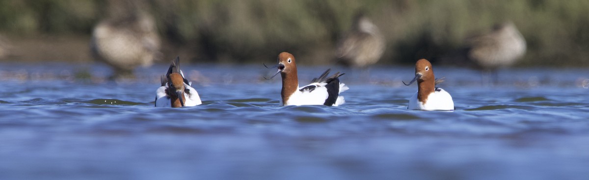 Red-necked Avocet - ML623745293