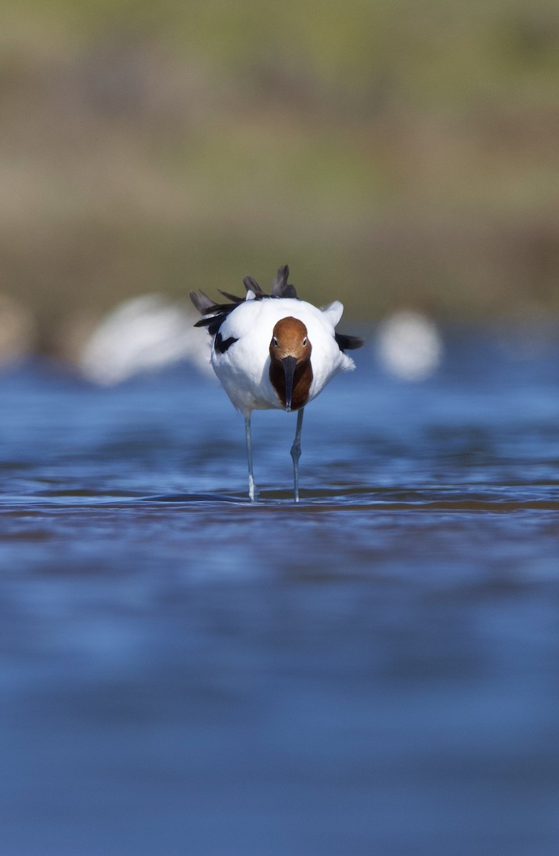 Red-necked Avocet - ML623745294