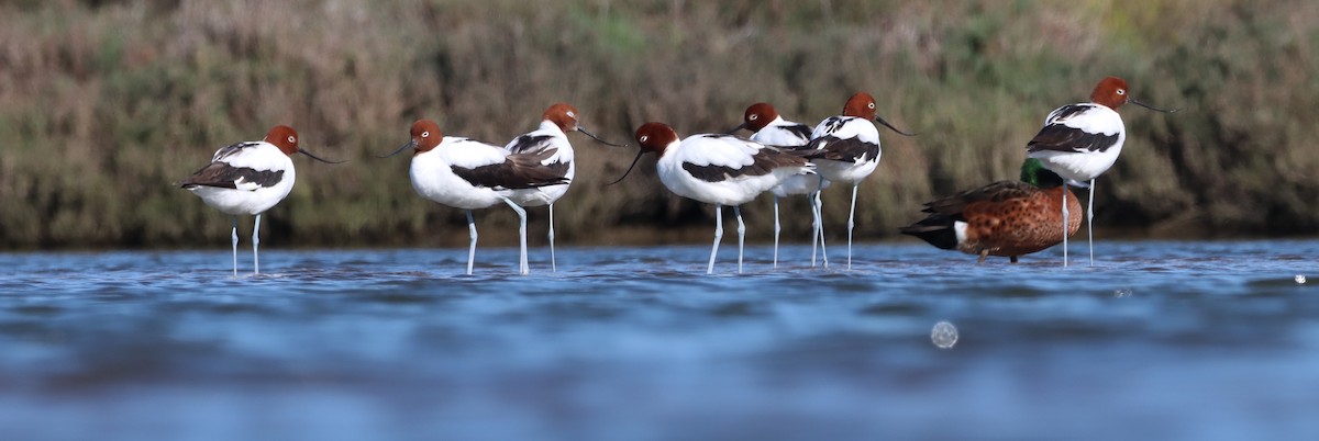 Red-necked Avocet - Tom Barisic