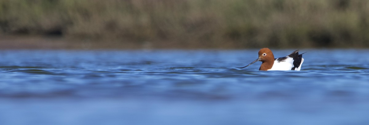 Red-necked Avocet - ML623745296