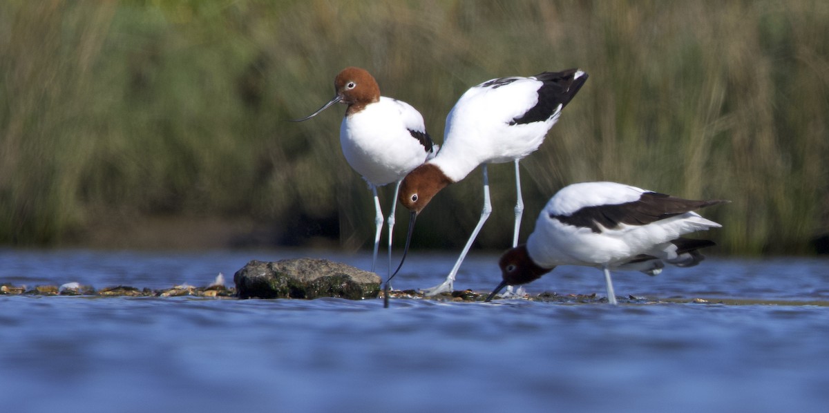 Red-necked Avocet - Tom Barisic