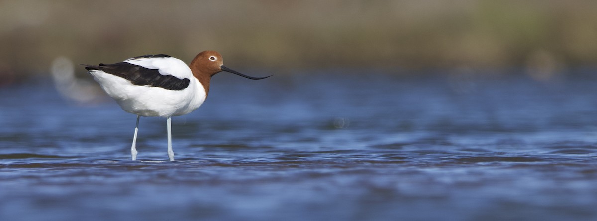 Red-necked Avocet - ML623745301