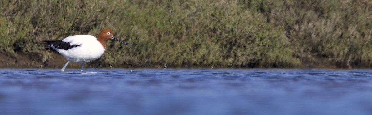 Red-necked Avocet - ML623745302