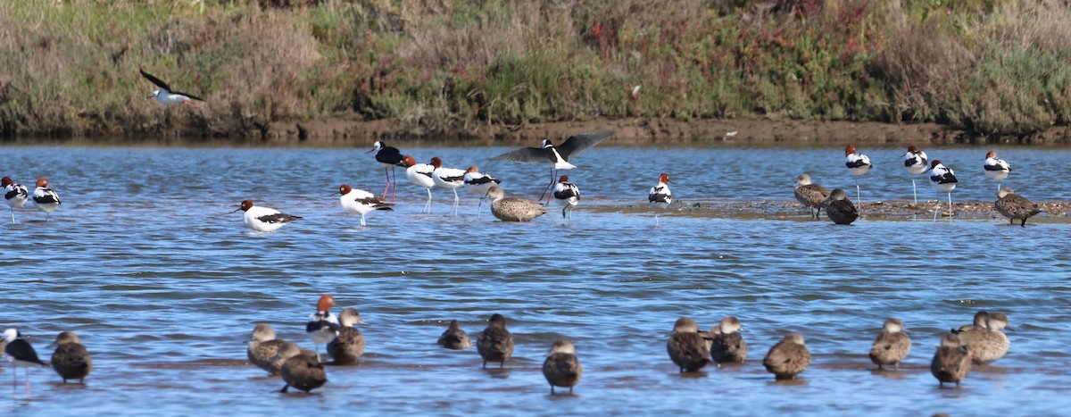 Red-necked Avocet - ML623745303