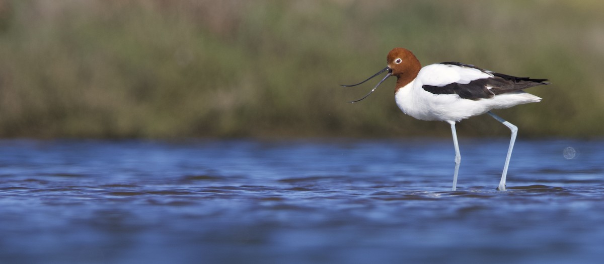 Red-necked Avocet - ML623745306