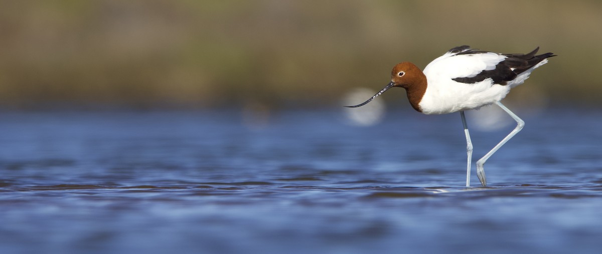 Red-necked Avocet - ML623745308