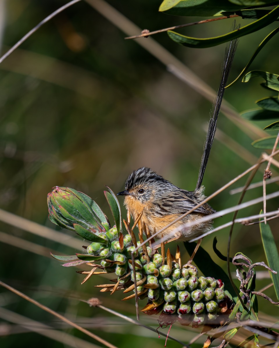 Southern Emuwren - ML623745325